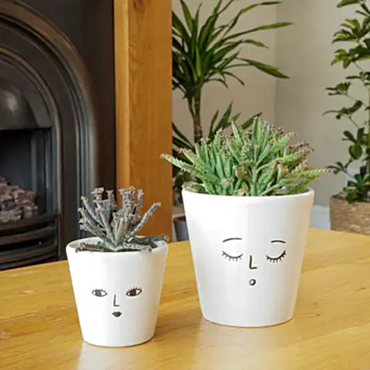Mother Of Thousands | Potted Houseplants