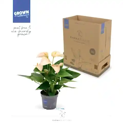Flamingo Flower | Joli Peach | 