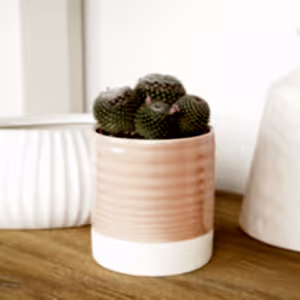 Owl Eye Cactus | Superfina - Indoor Plant