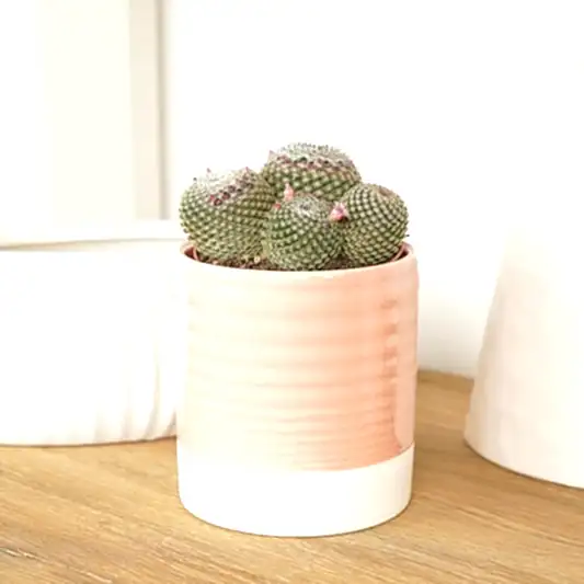 Owl Eye Cactus | Superfina | Rare & Unusual Plants