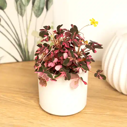 Oxalis | Crazy Plum | Rare & Unusual Plants