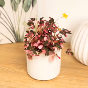 Oxalis | Crazy Plum - Indoor Plant