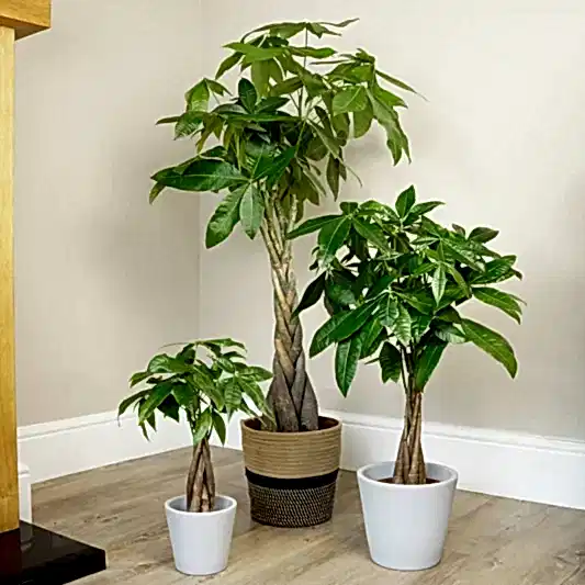 Money Tree | 