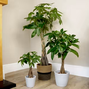 Money Tree - Indoor Plant