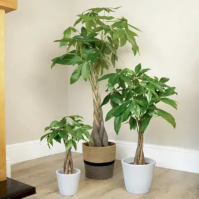 Money Tree - Indoor Plants