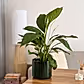 Peace Lily | Alana