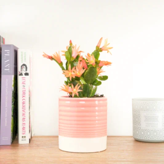 Easter Cactus | Peach | Indoor Cactus Plants