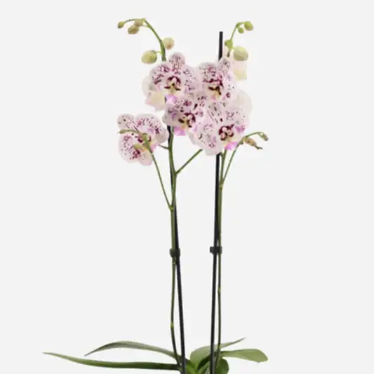 Phalaenopsis Orchid | Expressions | Orchid Plants