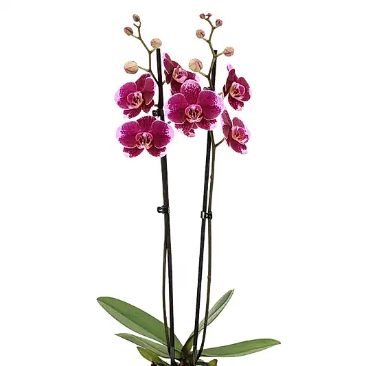 Phalaenopsis Orchid | Faction | Potted Houseplants