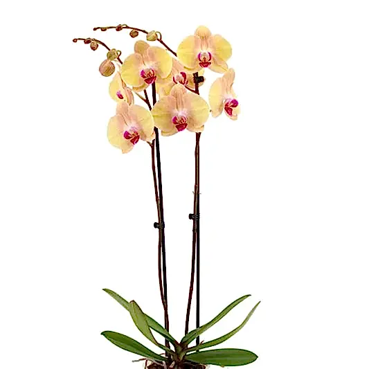 Phalaenopsis Orchid | Lion King | Potted Houseplants