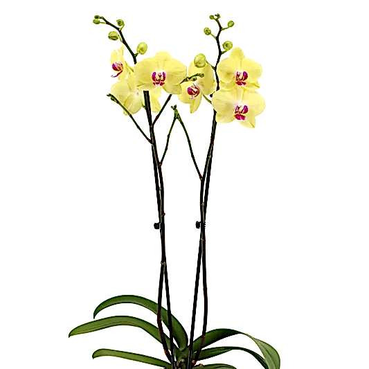 Phalaenopsis Orchid | Miraflor | Potted Houseplants