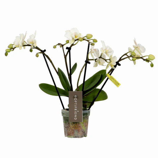 Phalaenopsis Orchid | Theatro Funk | Potted Houseplants
