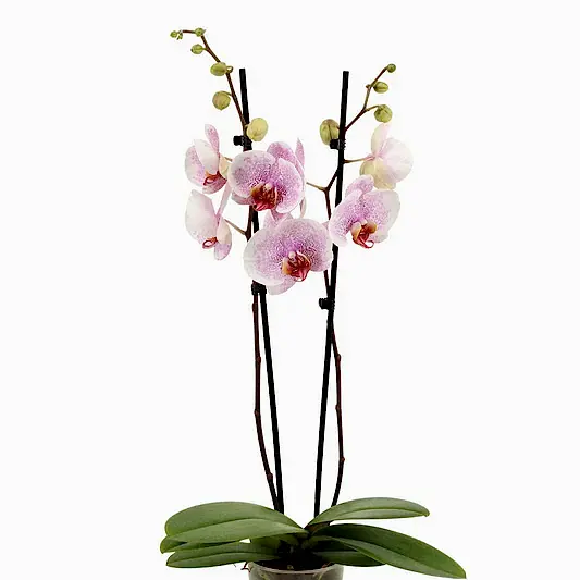 Phalaenopsis Orchid | Ursula | Potted Houseplants