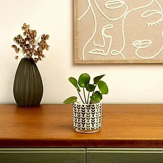 Chinese Money Plant | Potted Houseplants