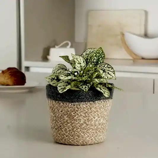 Polka Dot Plant | Pet Safe Plants