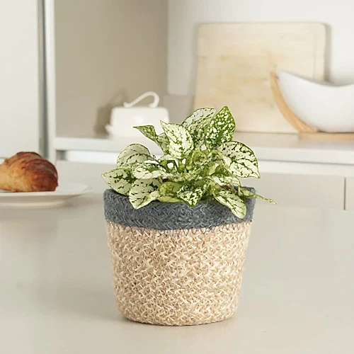 Polka Dot Plant