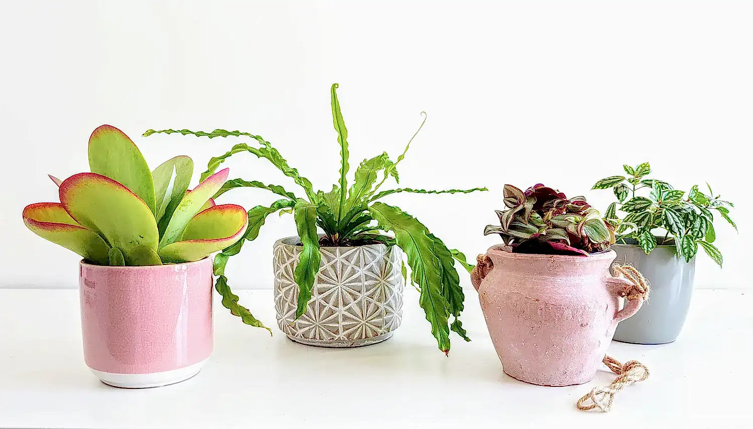 Houseplant Pots & Planters