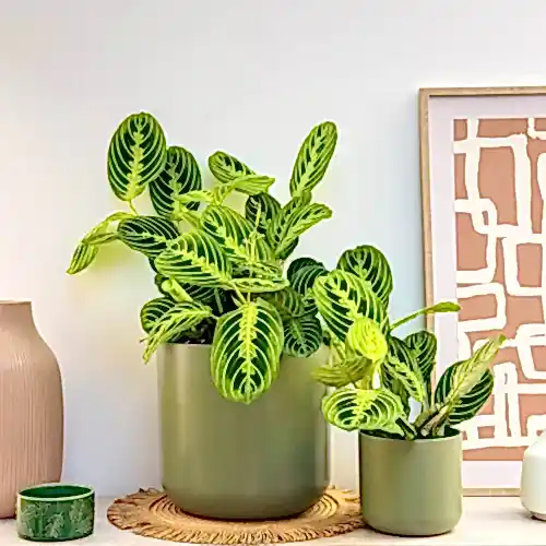 Prayer Plant | Lemon Lime | Rare Plant