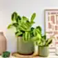 Prayer Plant | Lemon Lime | Rare Plant