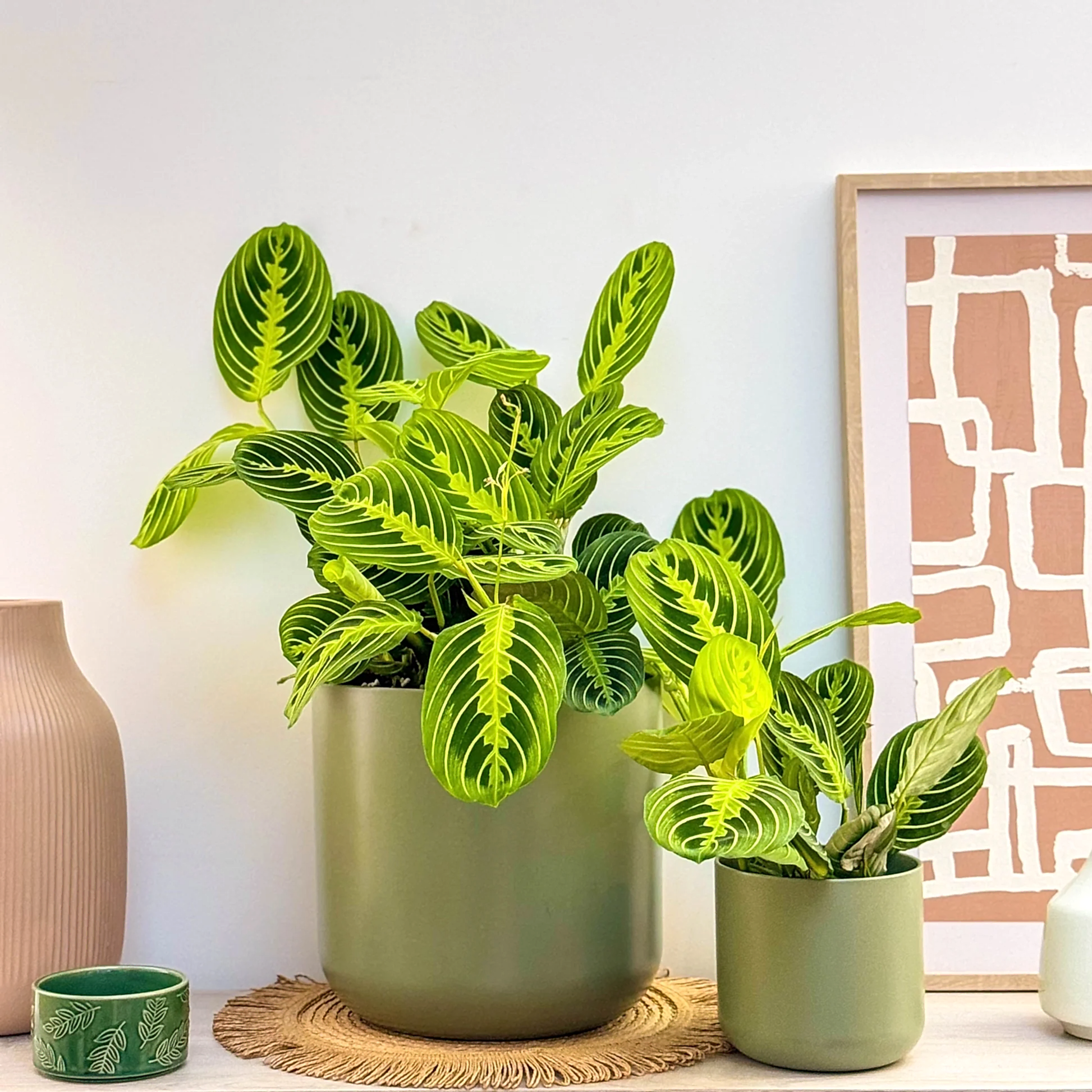 Prayer Plant | Lemon Lime | Rare Plant