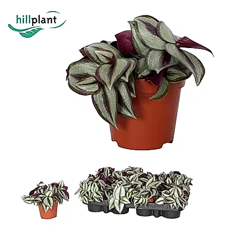 Wandering Dude | Purpusii | Potted Houseplants