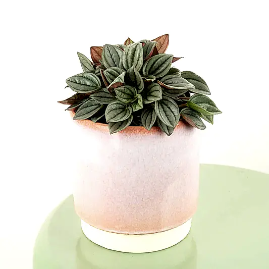 Radiator Plant | Silver Haze | Pilea & Peperomia Plants