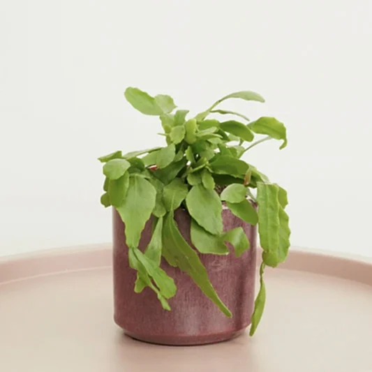 Forest Cactus | Indoor Hanging Plants