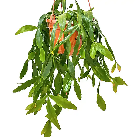 Forest Cactus | Potted Houseplants