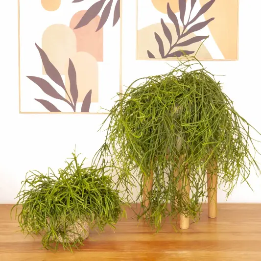 Mistletoe Cactus | Oasis | Indoor Hanging Plants