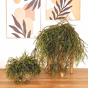 Mistletoe Cactus | Oasis - Indoor Plant