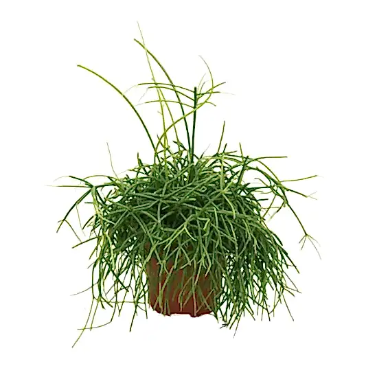 Mistletoe Cactus | Oasis | Potted Houseplants