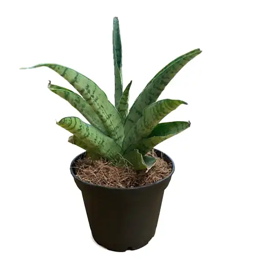 Snake Plant | Star | Potted Houseplants
