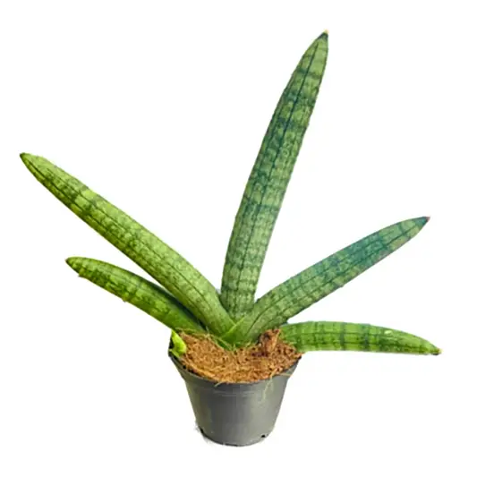 Snake Plant | Skyline | Potted Houseplants
