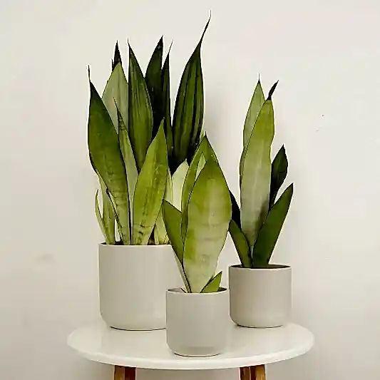 Snake Plant | Moonshine | Spring Plants
