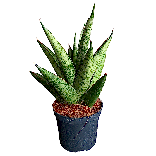 Snake Plant | Starshooter | Potted Houseplants