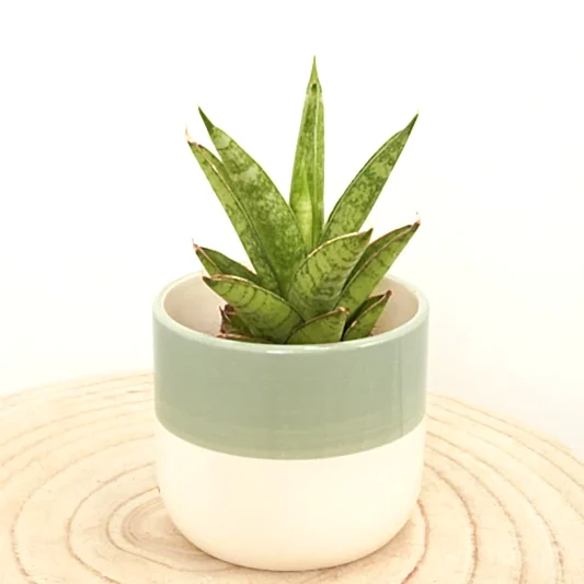 Snake Plant | Starshooter | Indoor Succulent Plants