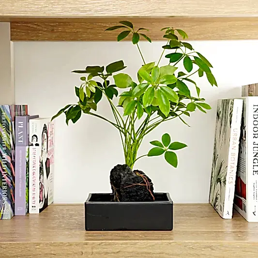 Umbrella On Lava | Perfect Plants for Under £50