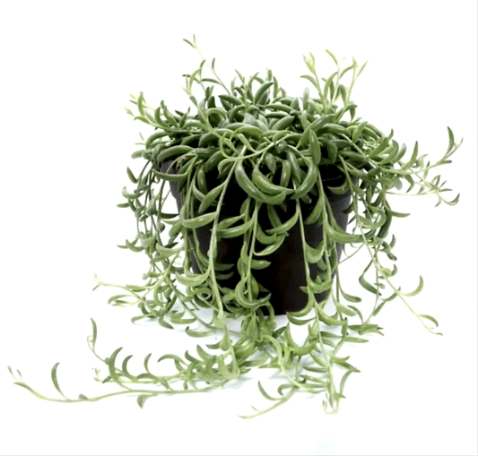 String Of Bananas | Potted Houseplants