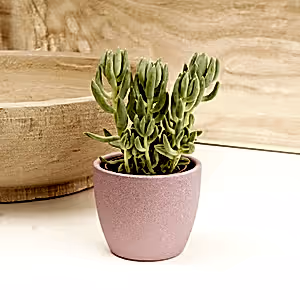 Donkey's Tail | Morgan - Indoor Plant
