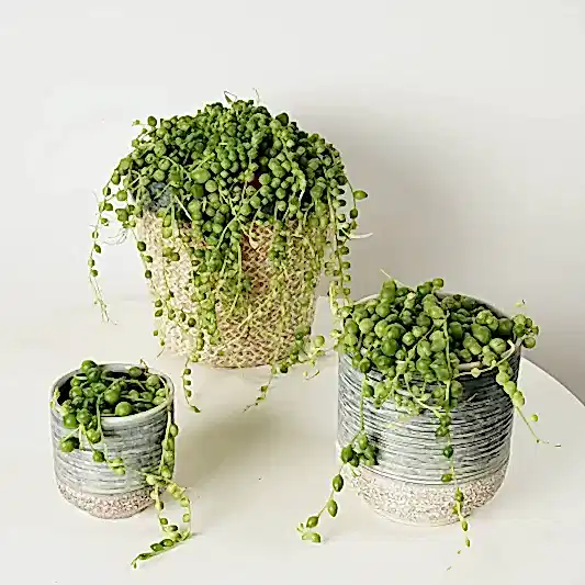 String Of Pearls | 