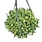 String Of Pearls
