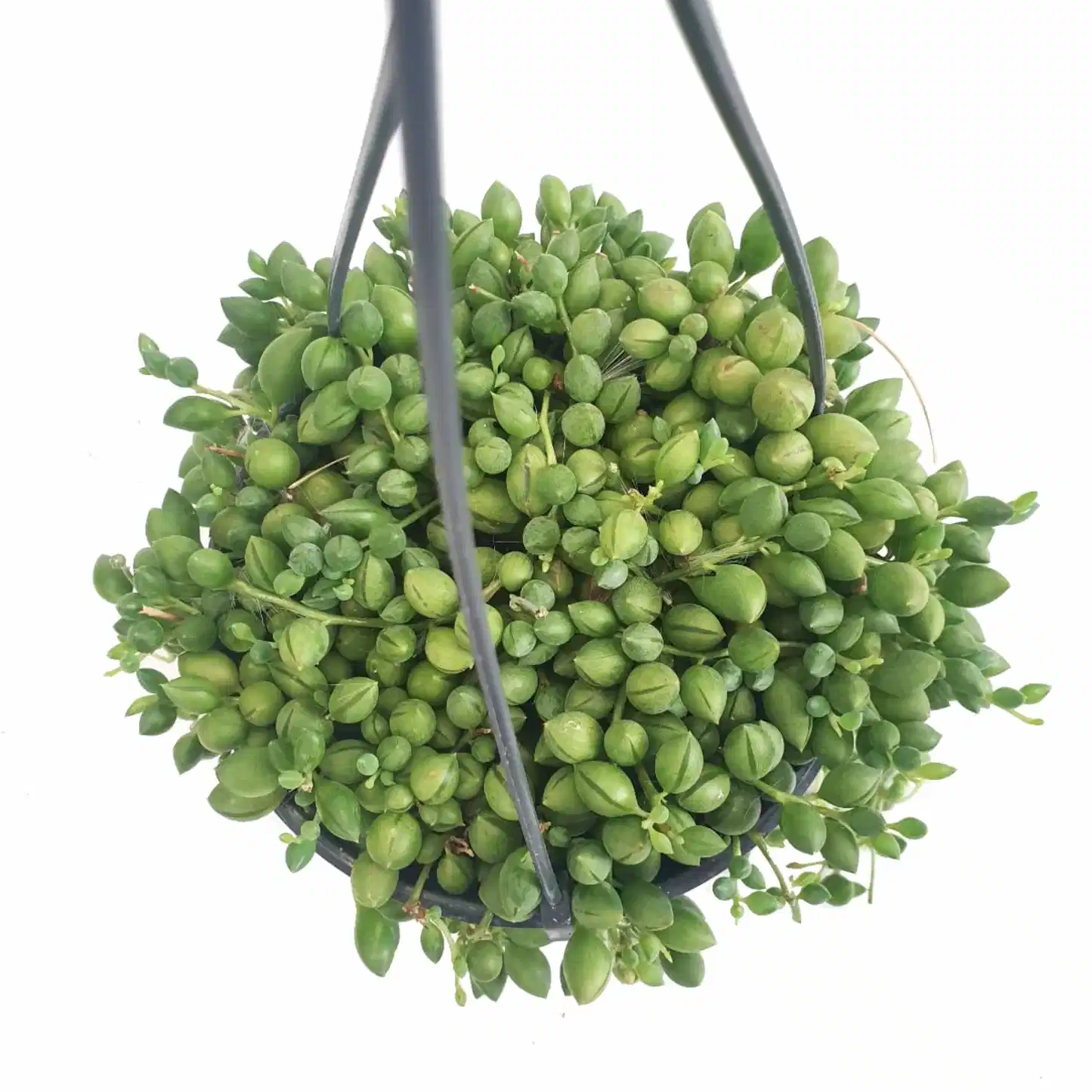 String Of Pearls