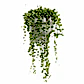 String Of Pearls