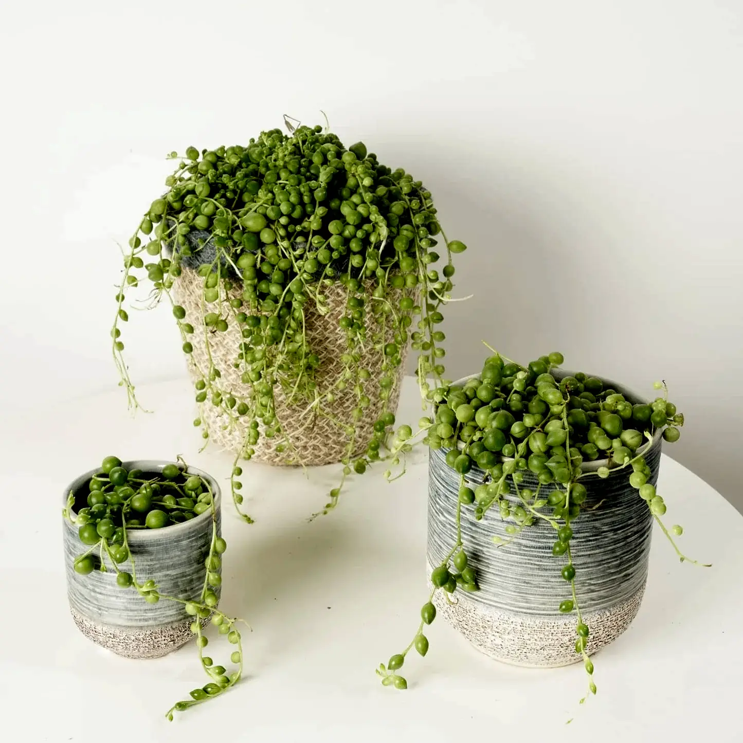 String Of Pearls