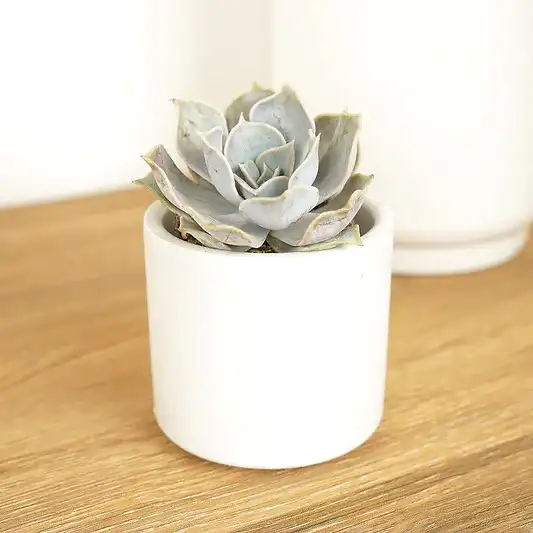Echeveria | Sienna | Rare & Unusual Plants