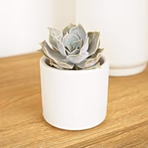 Echeveria | Sienna - Indoor Plant