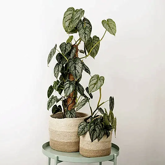 Silver Leaf Philo | Brandtianum | Rare & Unusual Plants