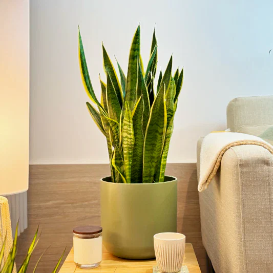 Snake Plant | Laurentii | Potted Houseplants