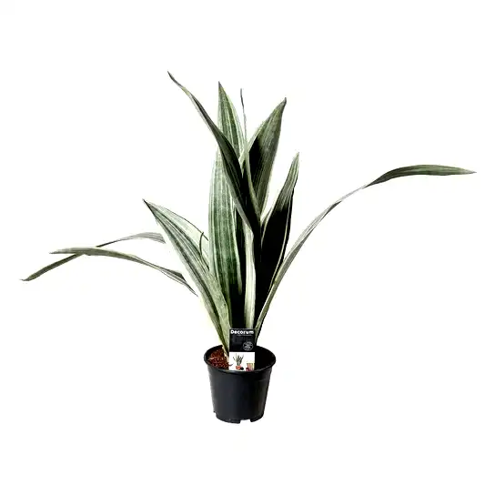 Snake Plant | Metallica | Rare Find | Potted Houseplants