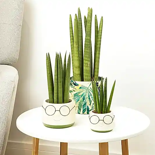 Snake Plant | Cylindrica | Indoor Succulent Plants